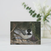 Black Capped Chickadee Wildlife Series #3 Carte po (Debout devant)