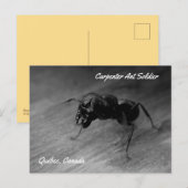 Black Carpenter Ant Soldier Agressive Posting Briefkaart (Voorkant / Achterkant)