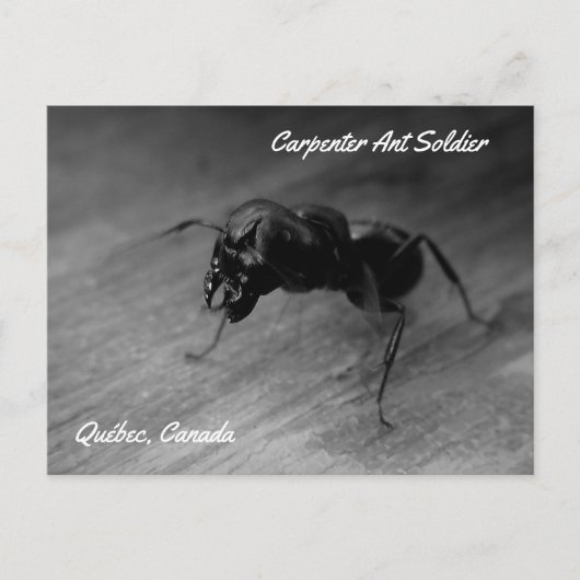 Black Carpenter Ant Soldier Agressive Posting Briefkaart (Voorkant)