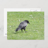 Black Carrion Crow Briefkaart (Voorkant / Achterkant)