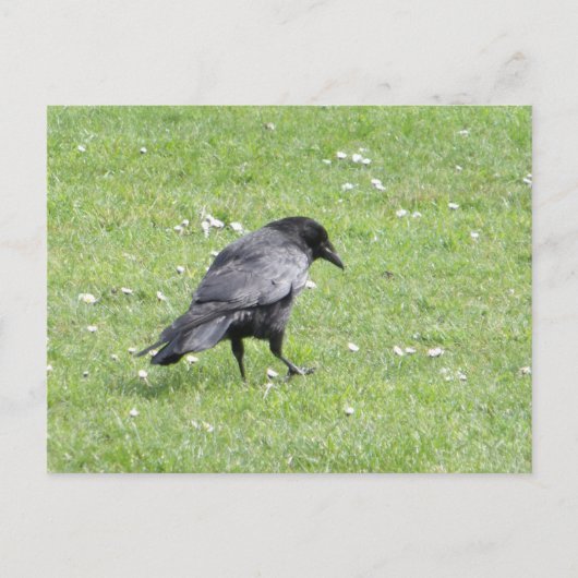 Black Carrion Crow Briefkaart (Voorkant)