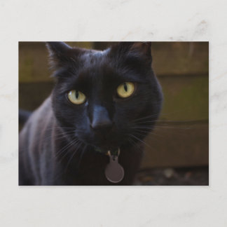 Black Cat Briefkaart