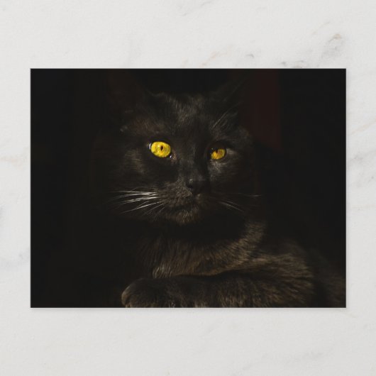 Black cat - Carte postale (Devant)