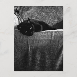 Black Cat Comfy-Briefkaarten Briefkaart