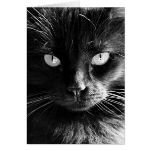 Black Cat Face, Eyes, Nose, Whiskers blanco noten