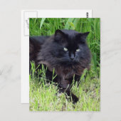 Black cat fluffy long hair feline regis trots briefkaart (Voorkant / Achterkant)