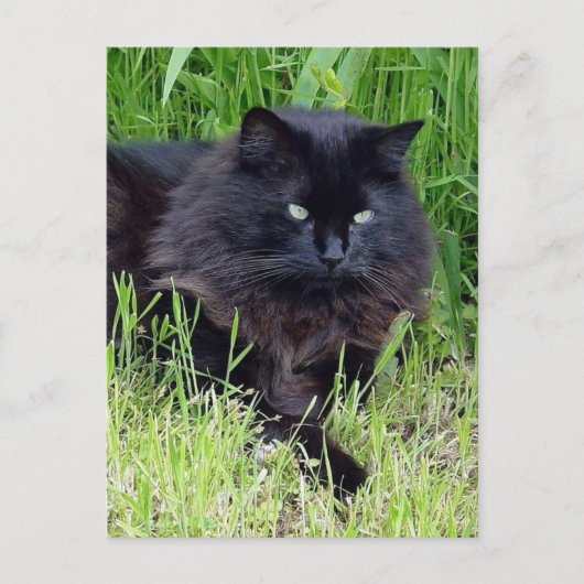 Black cat fluffy long hair feline regis trots briefkaart (Voorkant)