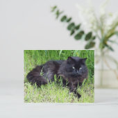 Black cat fluffy long hair feline regis trots briefkaart (Staand voorkant)