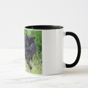 Black cat fluffy long hair feline regis trots mok