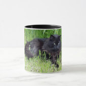 Black cat fluffy long hair feline regis trots mok (Midden)