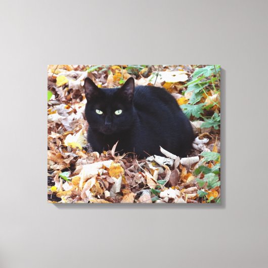 Black Cat herfst foto single Canvas Afdruk (Voorkant)