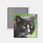 Black Cat Magnet Magneet (Voorkant / Achterkant)
