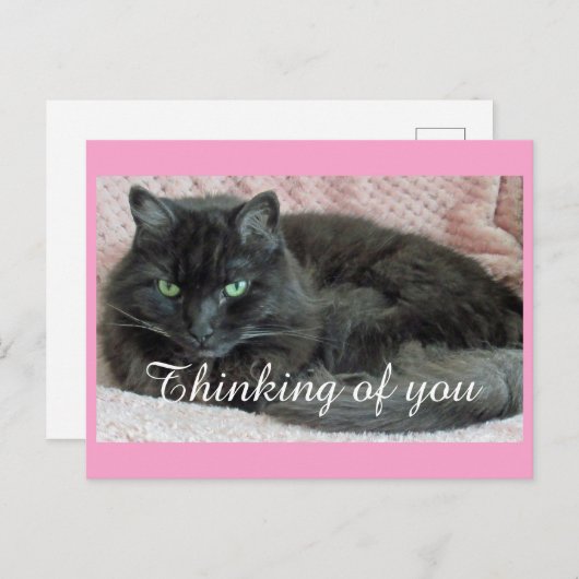 Black Cat Penser De Vous Carte Postale (Devant / Derrière)