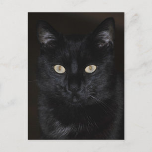 Black Cat Portrait Briefkaart