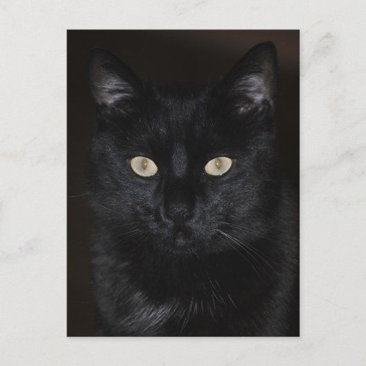 Black Cat Portrait Briefkaart (Voorkant)