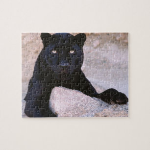 Black Cat Puzzle Legpuzzel