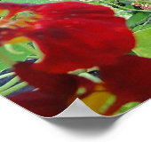 Black Cat Summer Garden Fotografie Poster (Hoek)