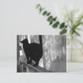Black Cat Walking Away - carte postale (Debout devant)
