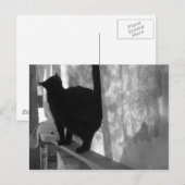 Black Cat Walking Away - carte postale (Devant / Derrière)