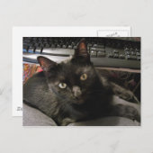 Black Cats Rock Briefkaart (Voorkant / Achterkant)