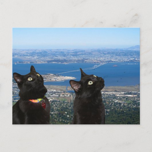 Black Cats Vue de la carte postale de la prison de (Devant)