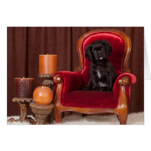 Black Cavalier King Charles Spaniel