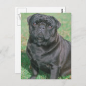 Black Chinese Pug Briefkaart (Voorkant / Achterkant)