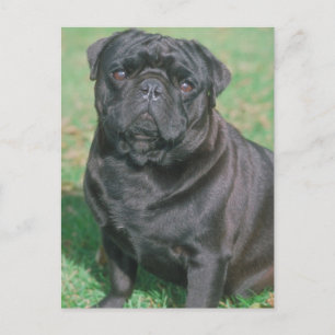 Black Chinese Pug Briefkaart