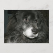 Black Chow Chow Mix Photo Briefkaart (Voorkant)