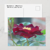 Black Cluster roos Briefkaart (Voorkant / Achterkant)