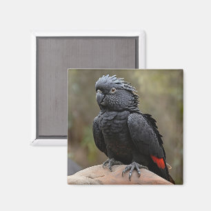 Black Cockatau Magneet