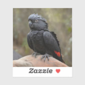 Black Cockatau Sticker (Vel)