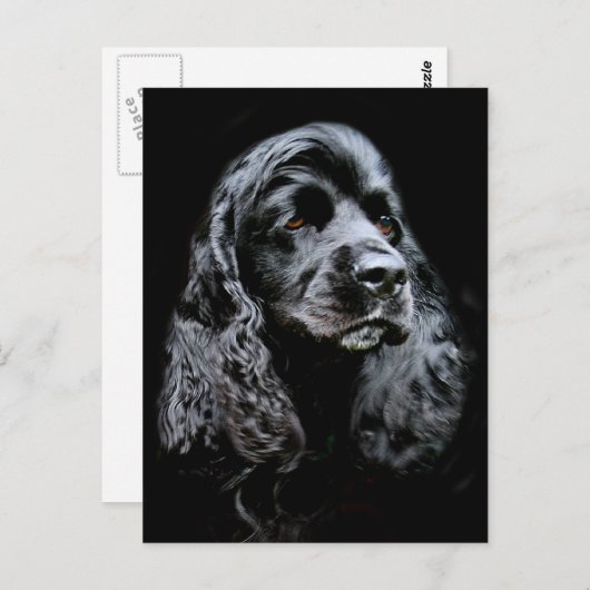 Black Cocker Spaniel Briefkaart (Voorkant / Achterkant)