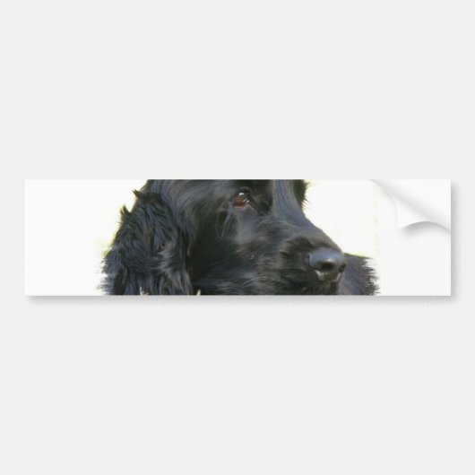 Black Cocker Spaniel Dog Bumpersticker (Voorkant)