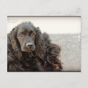 Black Cocker Spaniel "Harley" Briefkaart