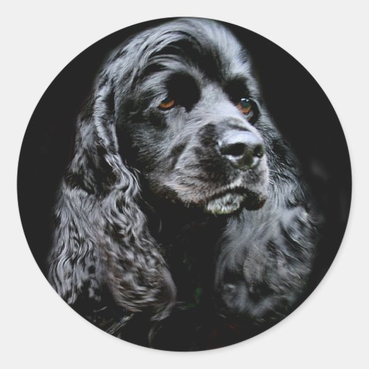 Black Cocker Spaniel Ronde Sticker (Voorkant)