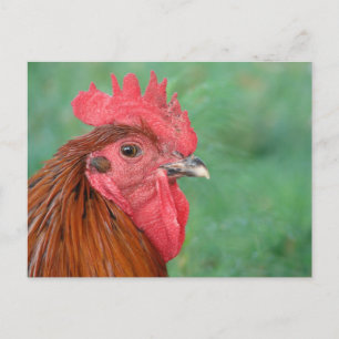 Black Copper Maran Rooster Briefkaart