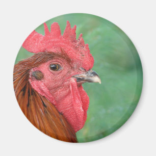 Black Copper Maran Rooster Magneet