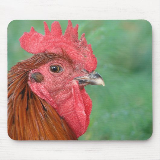 Black Copper Maran Rooster Muismat (Voorkant)