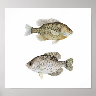Black Crappie en Relieve Sunfish Poster