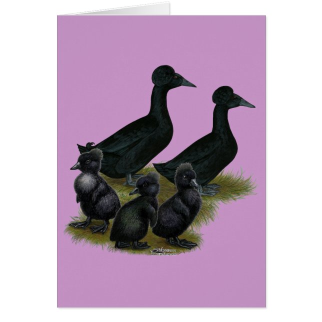 Black Crested Duck-reeks (Voorkant)