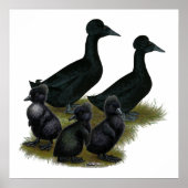Black Crested Duck-reeks Poster (Voorkant)