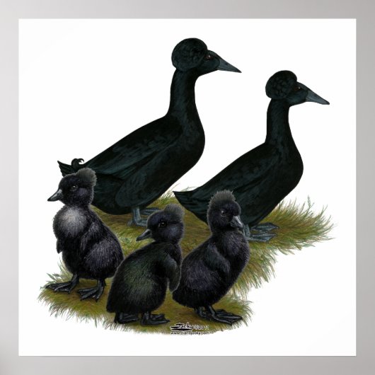 Black Crested Duck-reeks Poster (Voorkant)