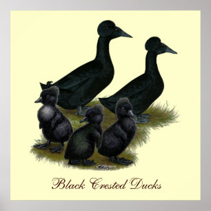 Black Crested Duck-reeks Poster