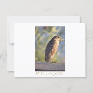 Black-croned Night Heron Briefkaart
