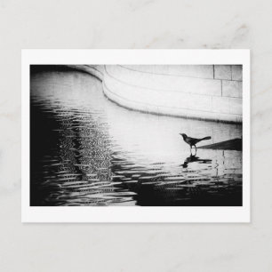 Black Crow met Reflection op Water - Foto Postca Briefkaart
