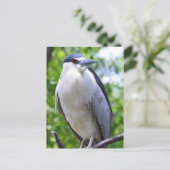 Black-Crowned Night-Heron Briefkaart (Staand voorkant)