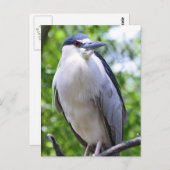 Black-Crowned Night-Heron Briefkaart (Voorkant / Achterkant)