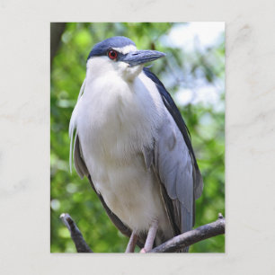 Black-Crowned Night-Heron Briefkaart