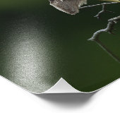 Black Crowned Night Heron Foto Afdruk (Hoek)